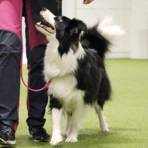 Rally-tokon höntsytunti ma 23.2. klo 18:15-19:15