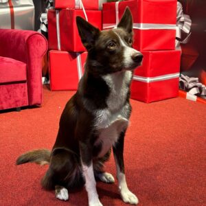 Koirien joulurieha pe 12.12. klo 19:30-20:30