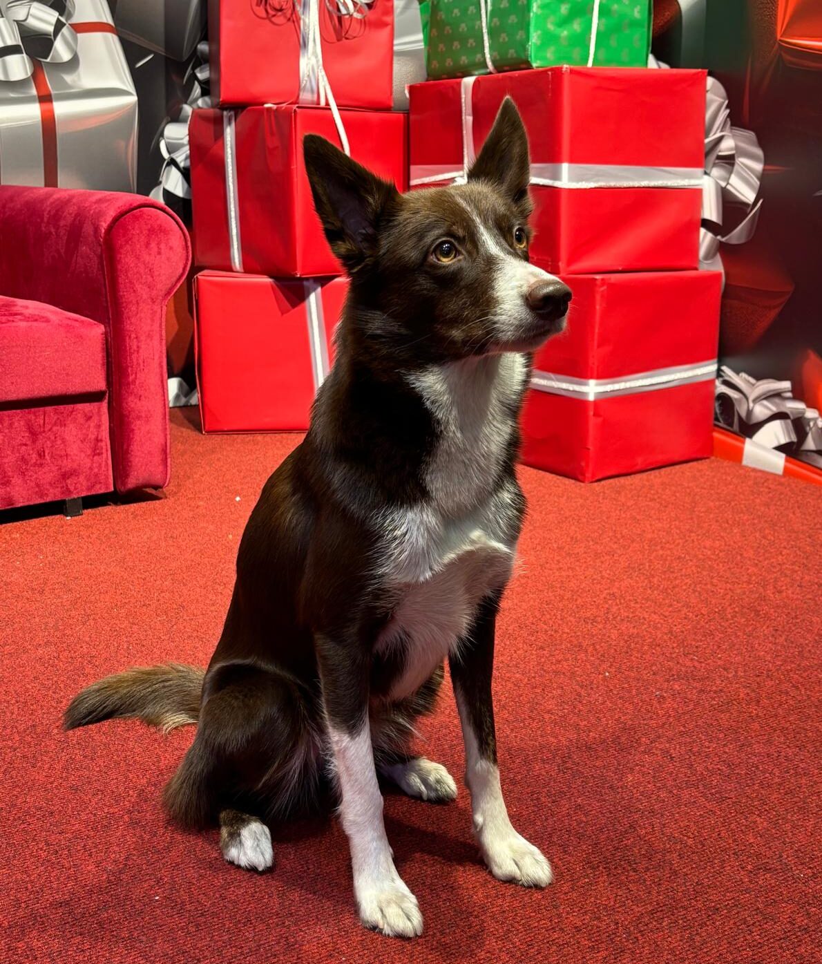 Koirien joulurieha pe 12.12. klo 19:30-20:30