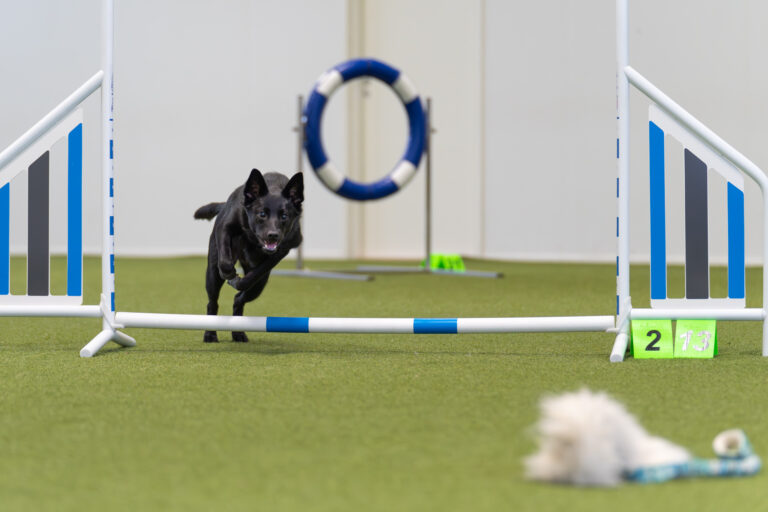 Agilityn tukitaidot -tunti pennuille ja aikuisille to 12.2. klo 17-18