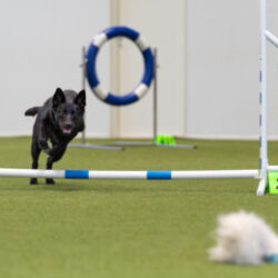 Agilityn ohjaustekniikkaa pennuille (12vk-1v) leikin varjolla to 6.8. klo 17-18
