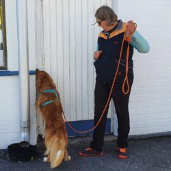 NOSEWORK KOKEET TUTUKSI Teams-luennon tallenne