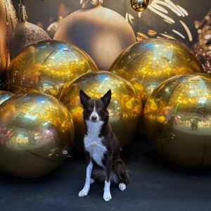 Joululahjaidea: Lahjakortti Koirakeitaan kursseille haluamallesi summalle