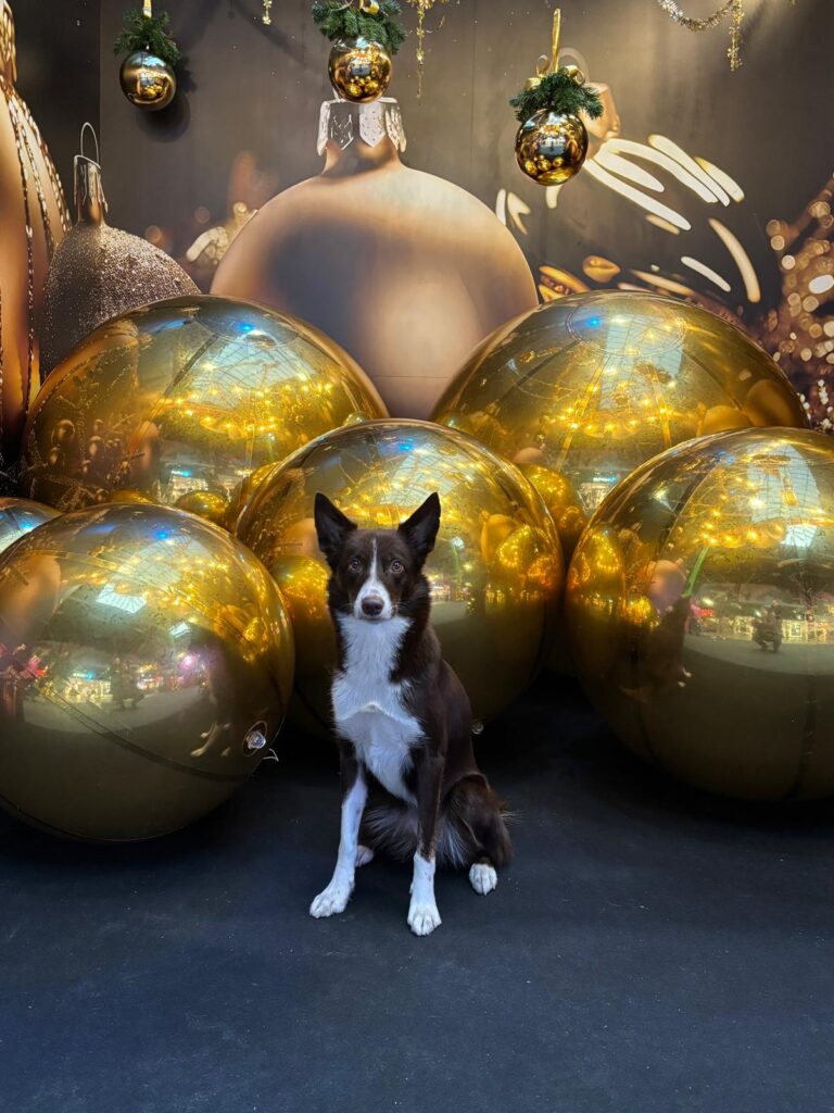 Joululahjaidea: Lahjakortti Koirakeitaan kursseille haluamallesi summalle