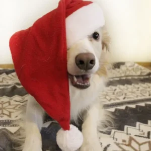 Nosework: Sisätilaetsintä jouluisessa seikkailusalissa ti 9.12. klo 16-20 (varaa oma 15min aika)