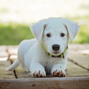 Pentujen hupitunti torstaina 28.9. klo 19:30-20:20 Atollissa