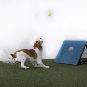 Flyball -jatkokurssi su 19.11., 26.11., 3.12. klo 14:45-15:45