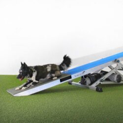 Agility: Keinun tehotreeni kahdelle to 11.6. klo 16-16:45