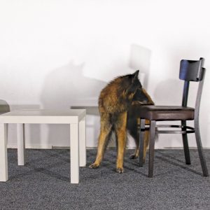 Nosework: Kokeen omainen sisätila- ja laatikkoetsintä to 4.1. klo 18:15-19:15