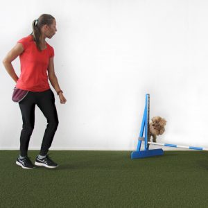 Agility: ohjaukset haltuun -tunti ke 17.1. klo 16-17