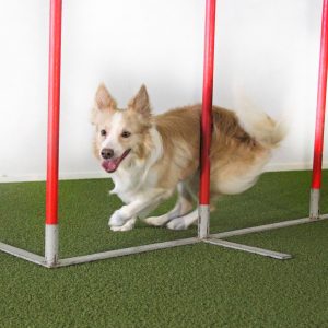 Agility: Pujottelun tehotreeni to 15.6. klo 17-18