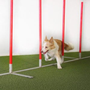 Agility: Pujottelun tehotreeni to 13.4. klo 18:15-19:15