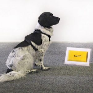 Rally-tokon tutustumistunti kahden koiran pienryhmässä 14.12. klo 19:30-20:30 Atollissa (huom, pieni tila)