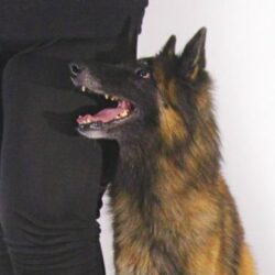 TOKO:n liikkuroitu (kokeenomainen) ALO-luokan treeni su 23.8. klo 10-11