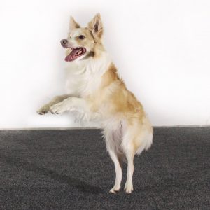 Veijaritunti vilkkaille koirille ma 16.2. klo 17-18