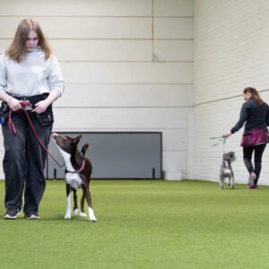 Hihnakäytös- ja ohitustunnit ma 2.3. ja 9.3. klo 16-17