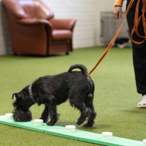 Nosework -alkeet ma 11.8., 18.8. ja 25.8. klo 17-18