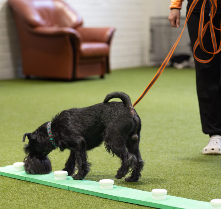 Nosework -alkeet ma 3.8., 10.8. ja 17.8. klo 19:20-20:20