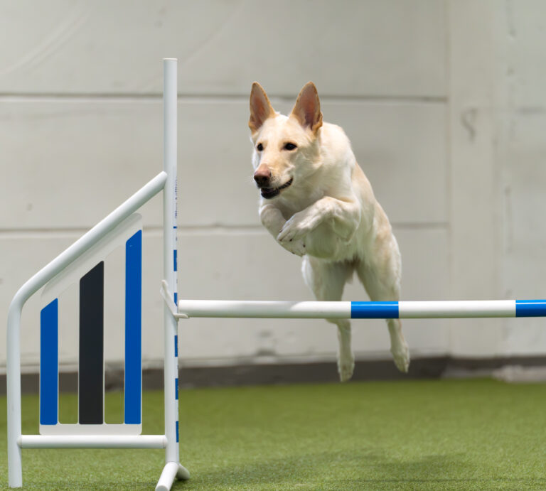 Irtotunteja myynnissä agilityryhmien tunneille! (Valitse valikosta sinulle sopiva ajankohta)